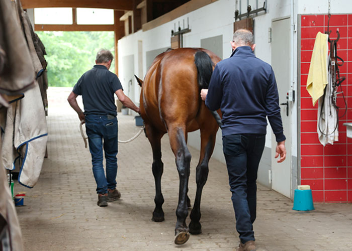 Klinische Untersuchung – Dr. med. vet. Ralf Pellmann – Fachtierarzt für Pferde
