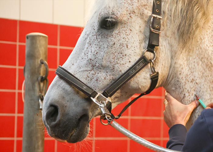 Röntgenuntersuchung – Dr. med. vet. Ralf Pellmann – Fachtierarzt für Pferde