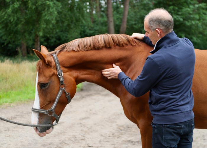 Röntgenuntersuchung – Dr. med. vet. Ralf Pellmann – Fachtierarzt für Pferde