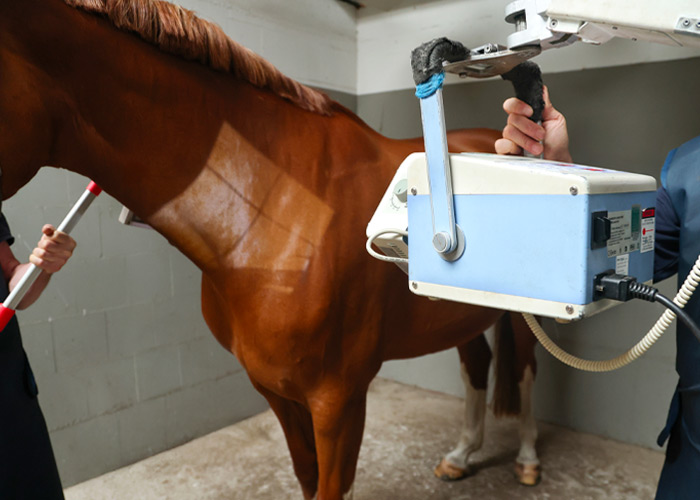Röntgenuntersuchung – Dr. med. vet. Ralf Pellmann – Fachtierarzt für Pferde