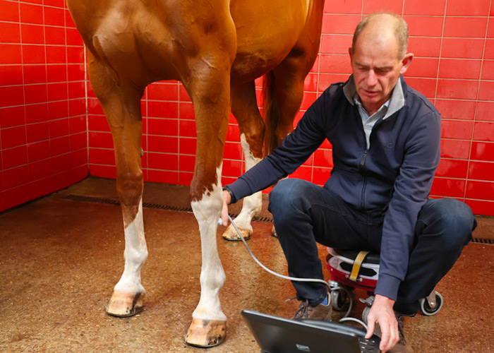 Sonographie – Dr. med. vet. Ralf Pellmann – Fachtierarzt für Pferde
