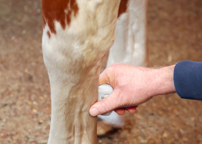 Sonographie – Dr. med. vet. Ralf Pellmann – Fachtierarzt für Pferde